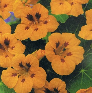 Garden Nasturtium - Tropaeolum m